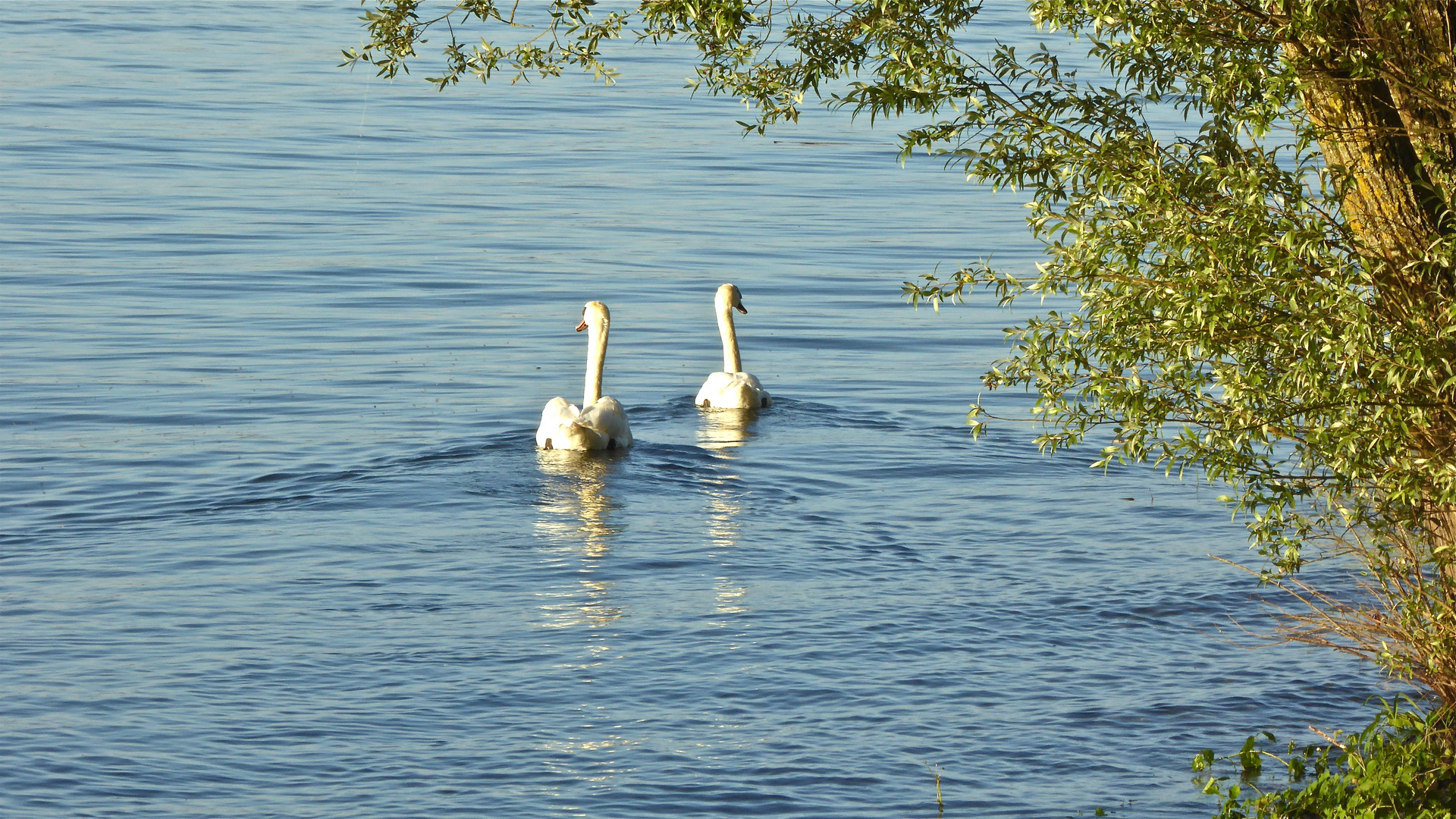 Herr und Frau Schwan