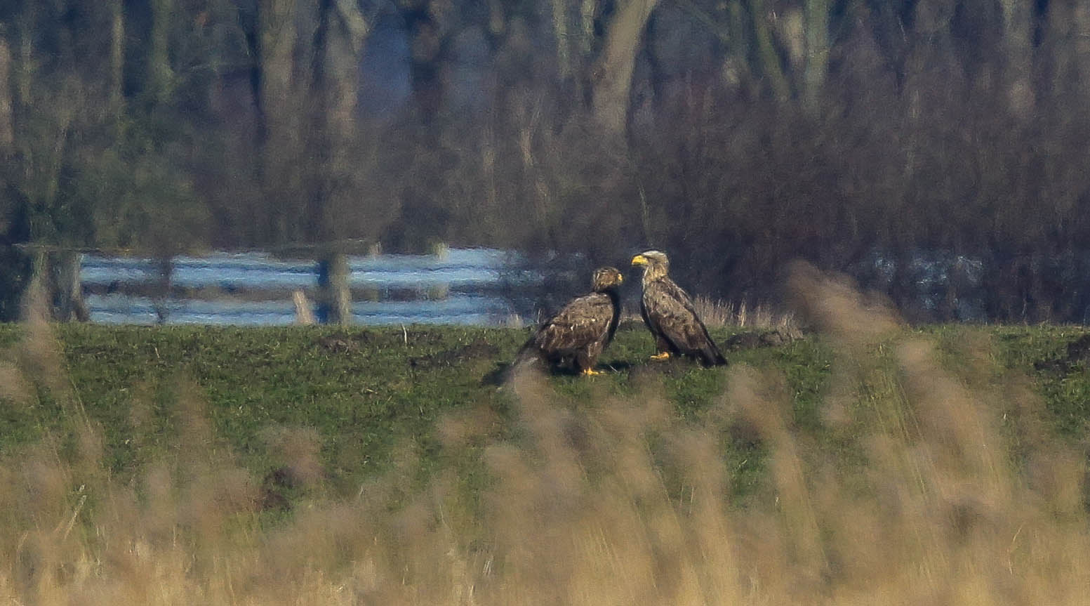 Herr und Frau Seeadler beim morgentlichen Smalltalk auf der Wiese