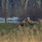 Herr und Frau Seeadler beim morgentlichen Smalltalk auf der Wiese