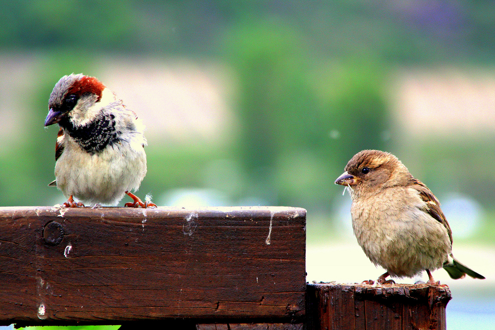 Herr und Frau Spatz