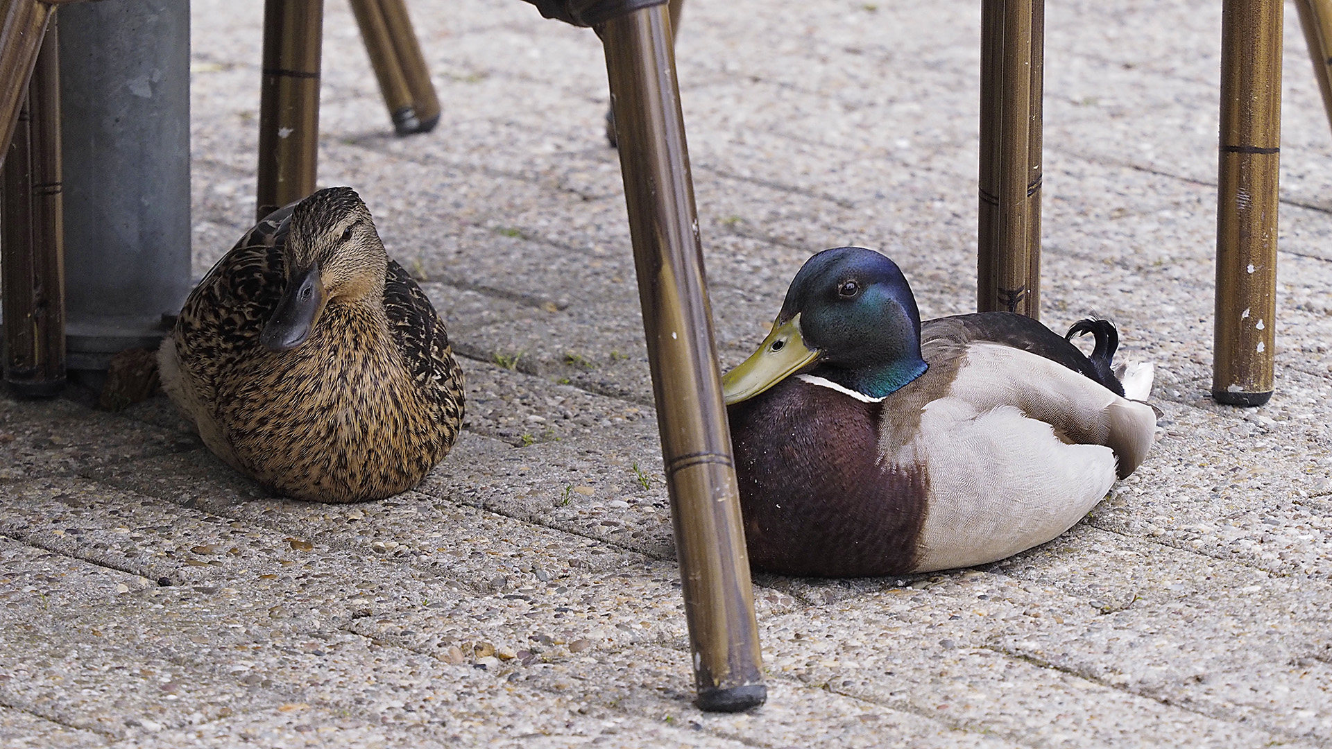 Herr und Frau Stock (geb. Ente) im Biergarten als Kulturfolger