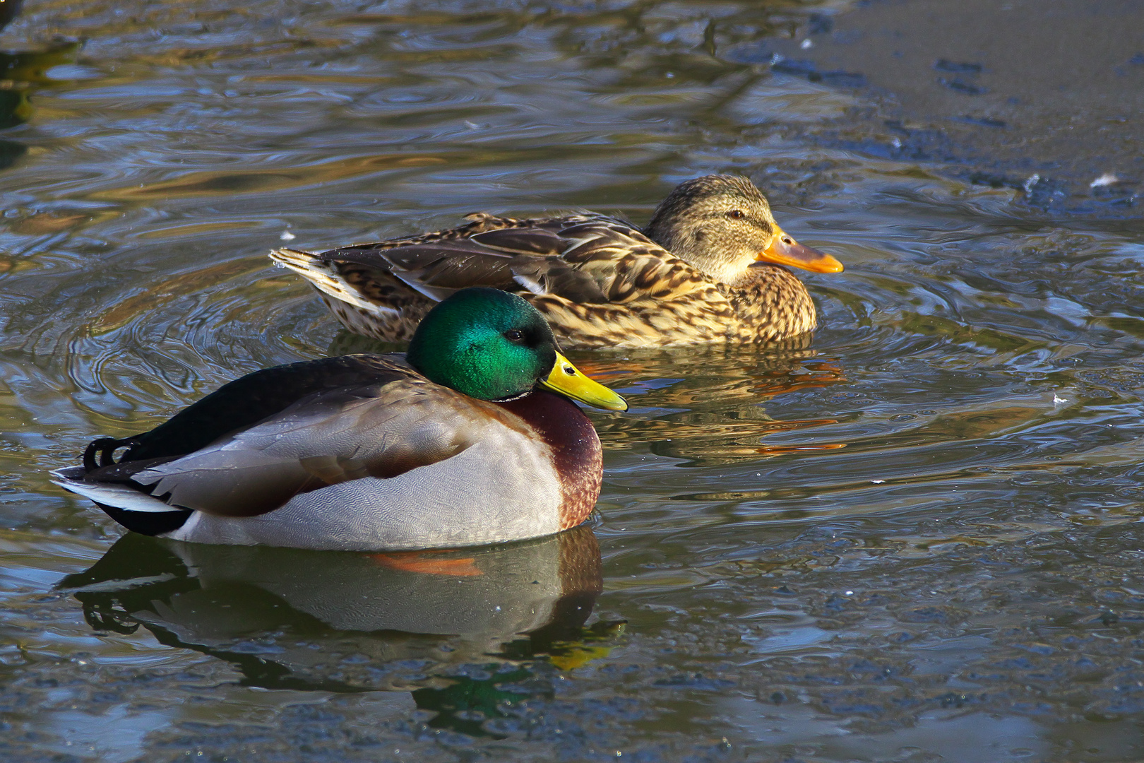 Herr und Frau Stockente 