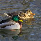 Herr und Frau Stockente 