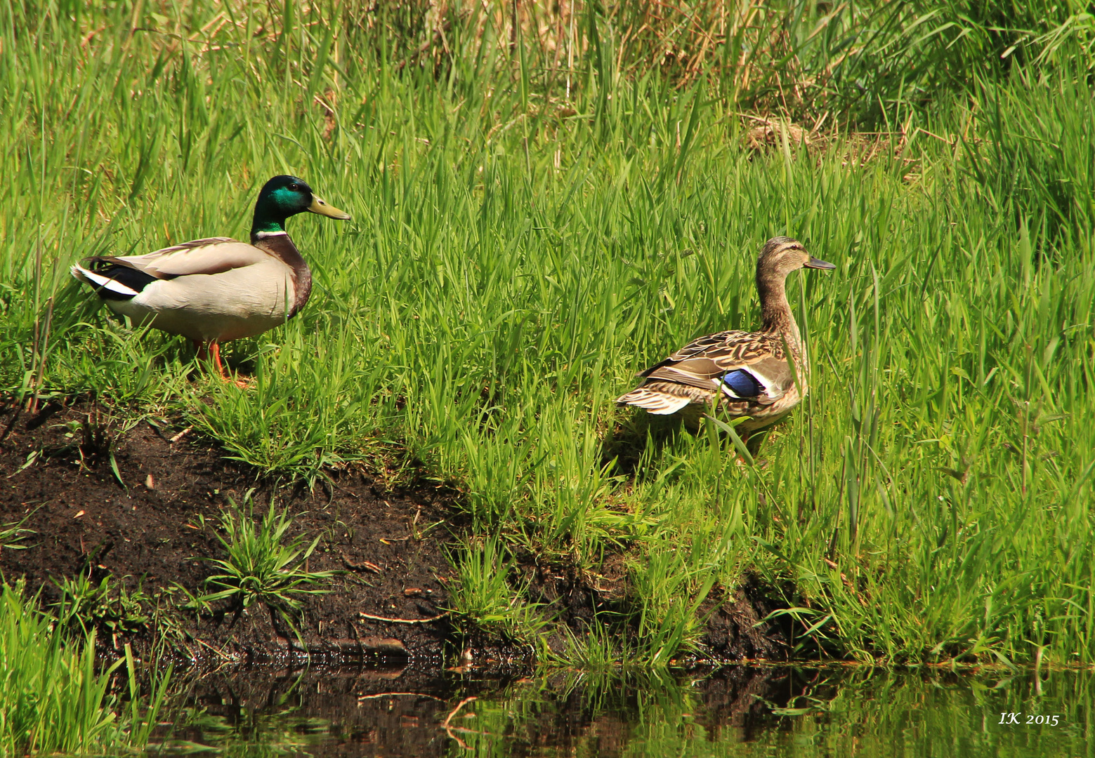 Herr und Frau Stockente