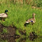 Herr und Frau Stockente