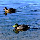 Herr und Frau Stockente