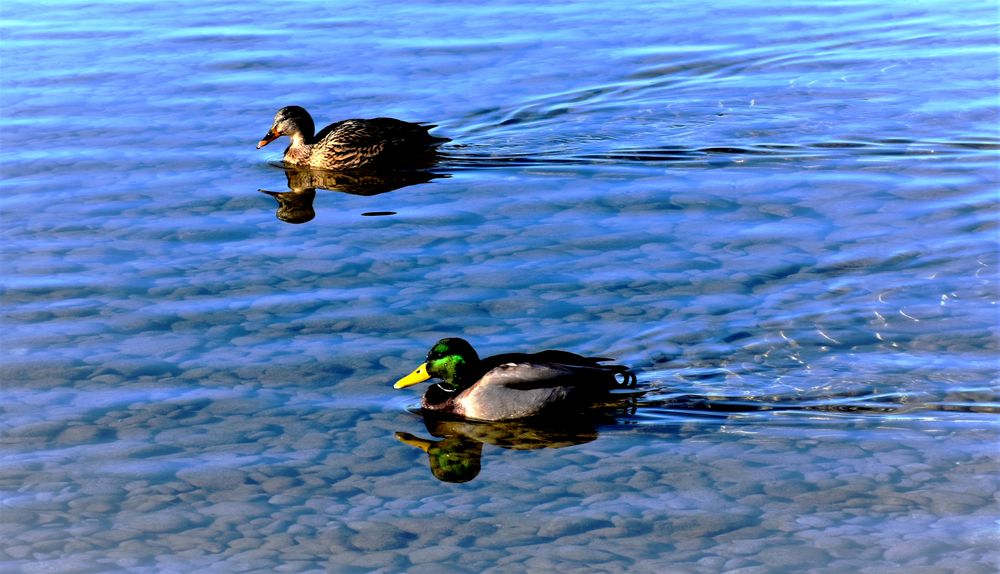 Herr und Frau Stockente