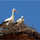 Herr und Frau Storch....