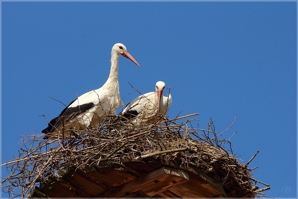 Herr und Frau Storch....