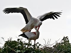 Herr und Frau Storch