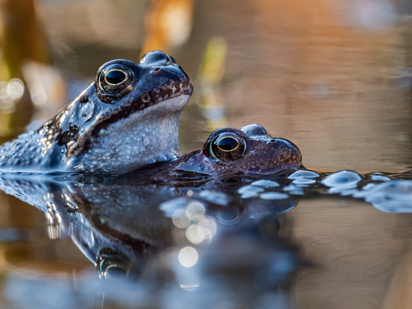 Herr und Frau Teichfrosch