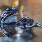 Herr und Frau Teichfrosch