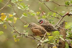 Herr und Frau Vogel