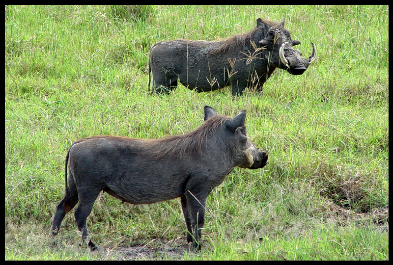 Herr und Frau Warzenschwein