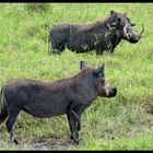 Herr und Frau Warzenschwein