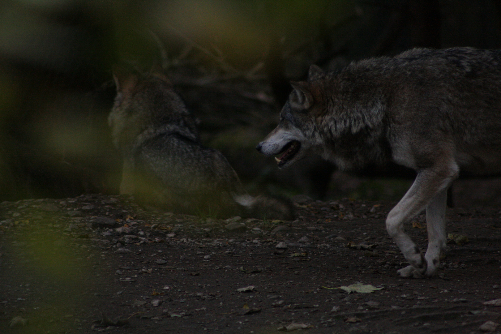 Herr und Frau Wolf