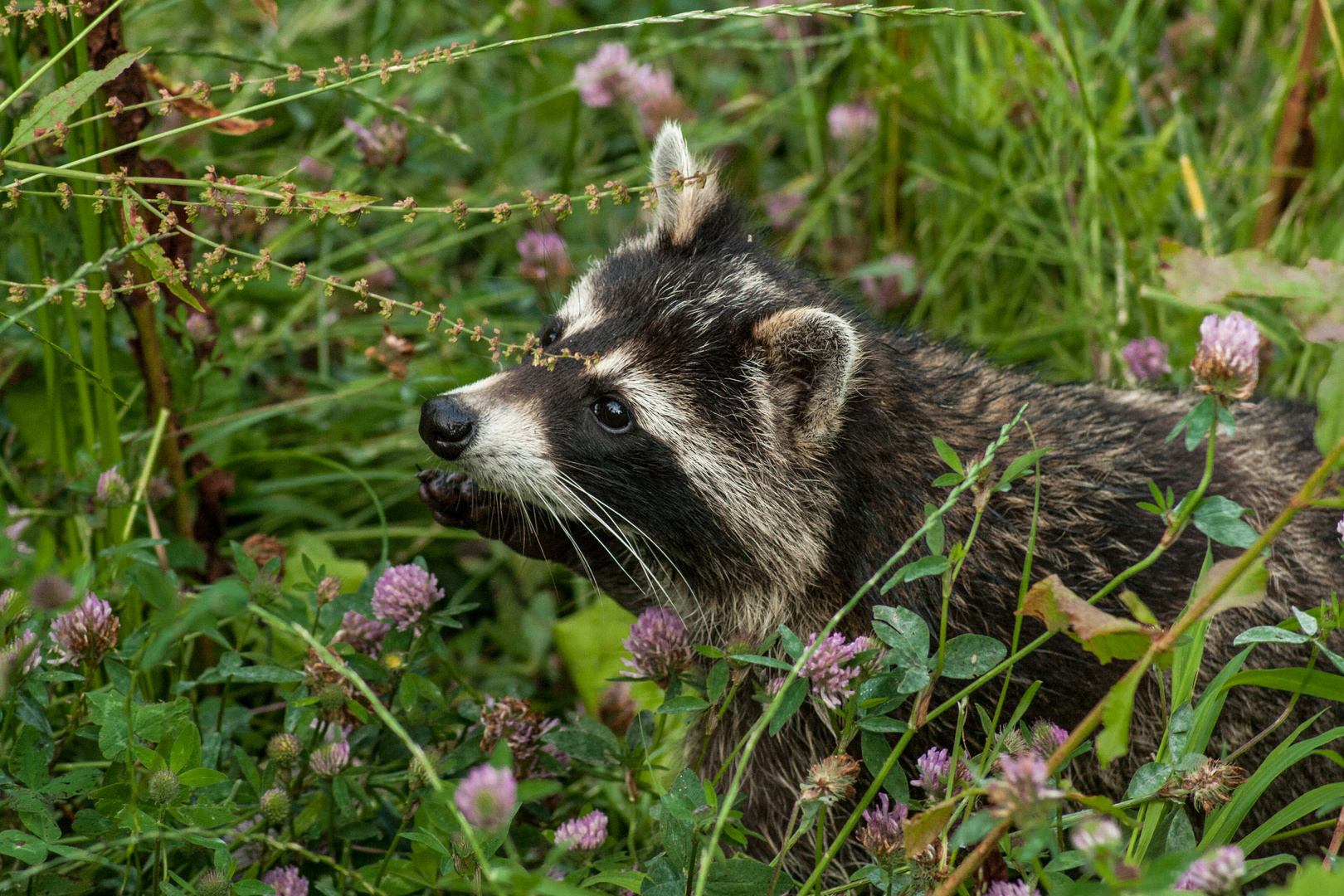 Herr Waschbär