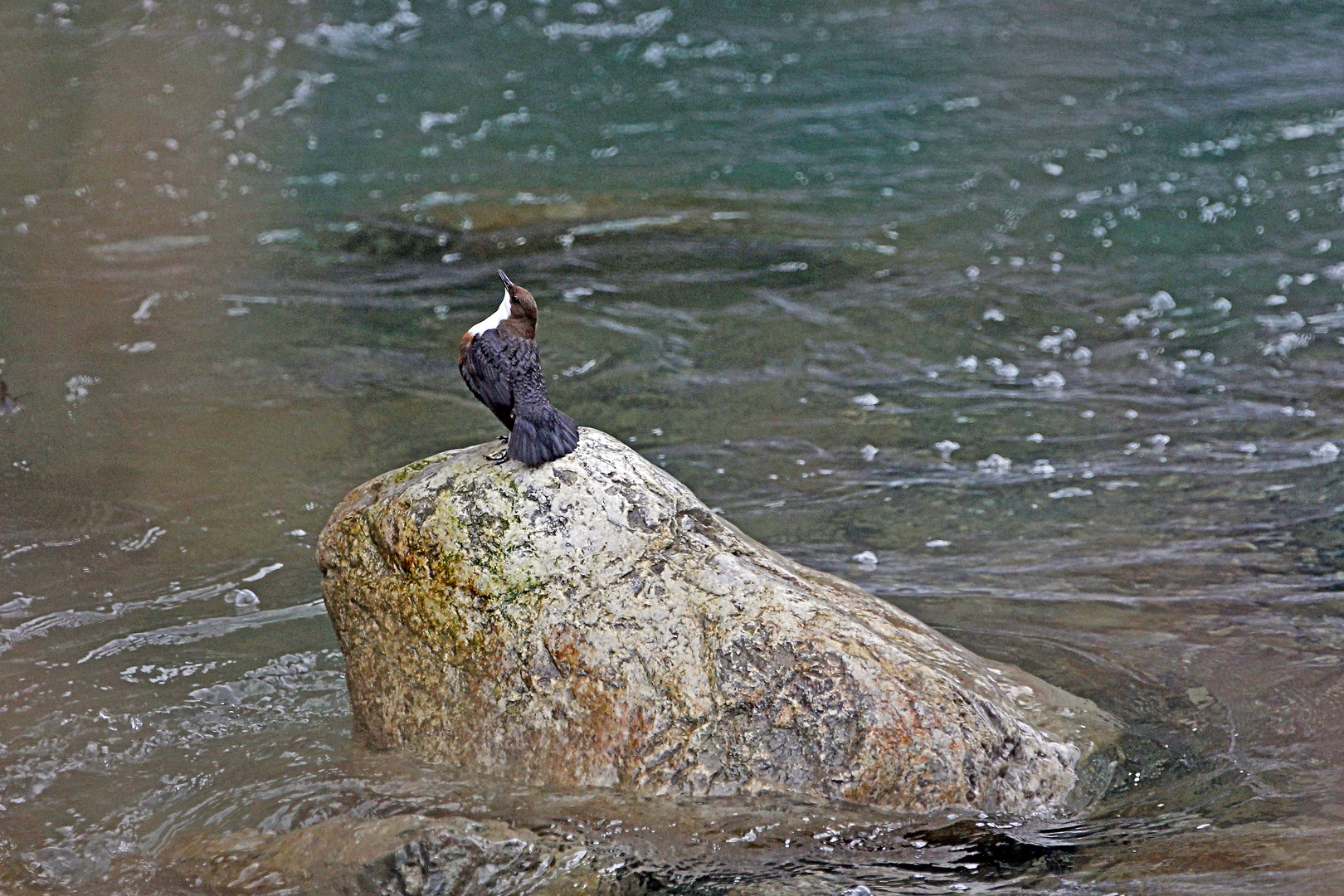 Herr Wasseramsel himmelt seine Auserwählte an