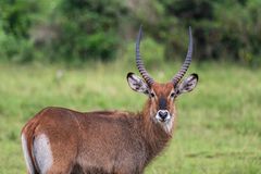 Herr Wasserbock