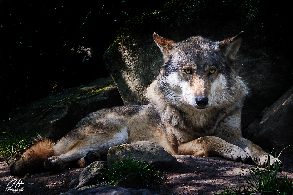 Herr Wolf beobachtet...