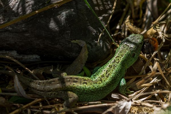 Herr Zauneidechse mit Jagdbeute (Steinhummel)