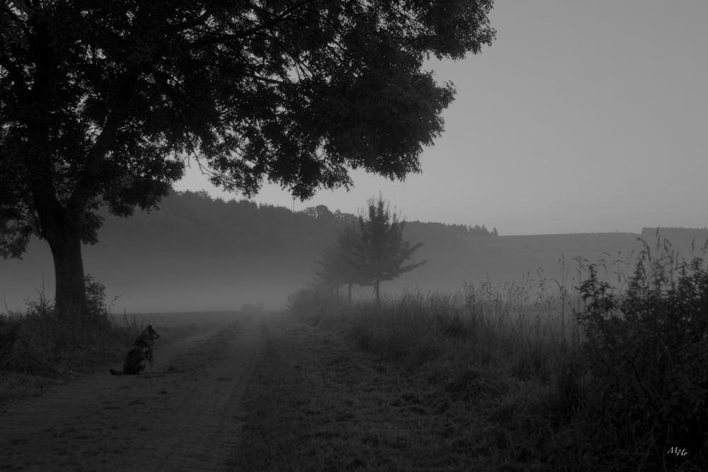 Herrchen fotografiert wieder...