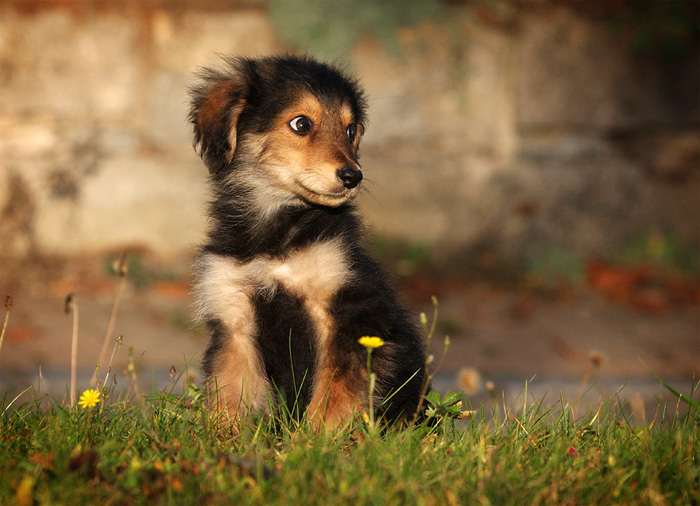 Herrchen gesucht II