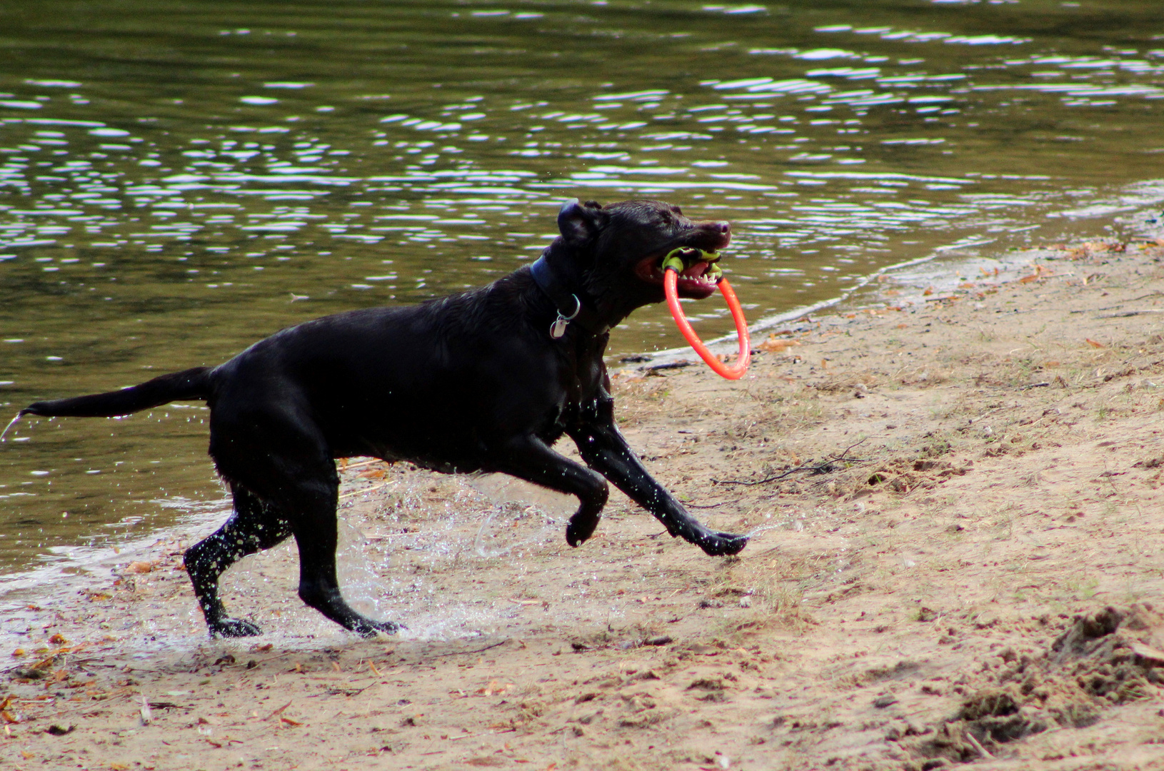 Herrchen hat mit mir am Badesee gespielt ...