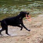 Herrchen hat mit mir am Badesee gespielt ...