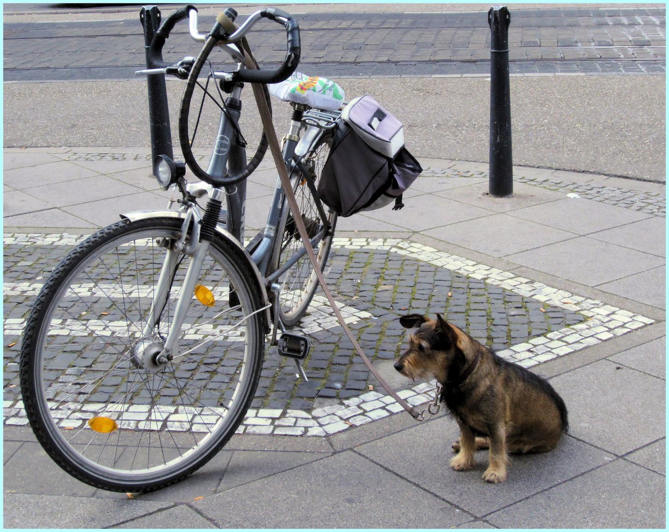 Herrchen, ich pass schon auf dein Fahrrad auf.