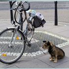 Herrchen, ich pass schon auf dein Fahrrad auf.