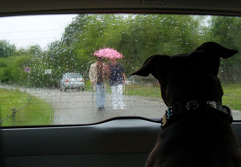 Herrchen im Regen