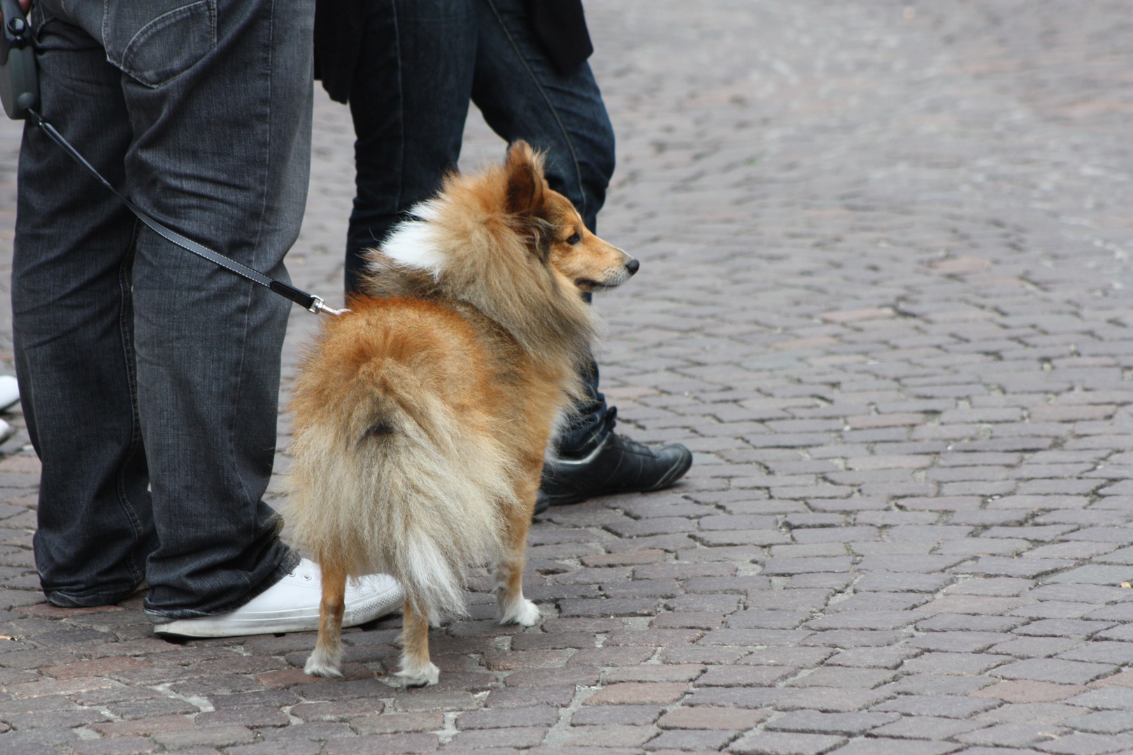 Herrchen mit Hund