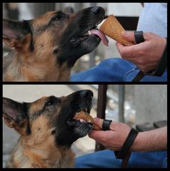 Herrchen`s Eis ist auch meins!