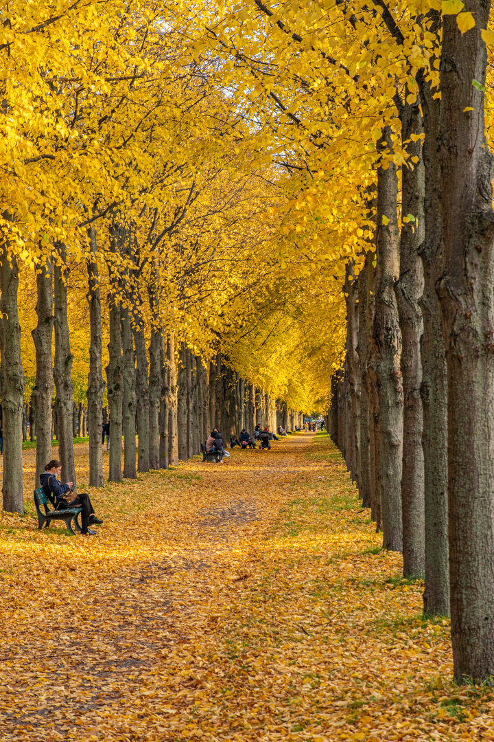 Herrenhäuser Allee II - Hannover