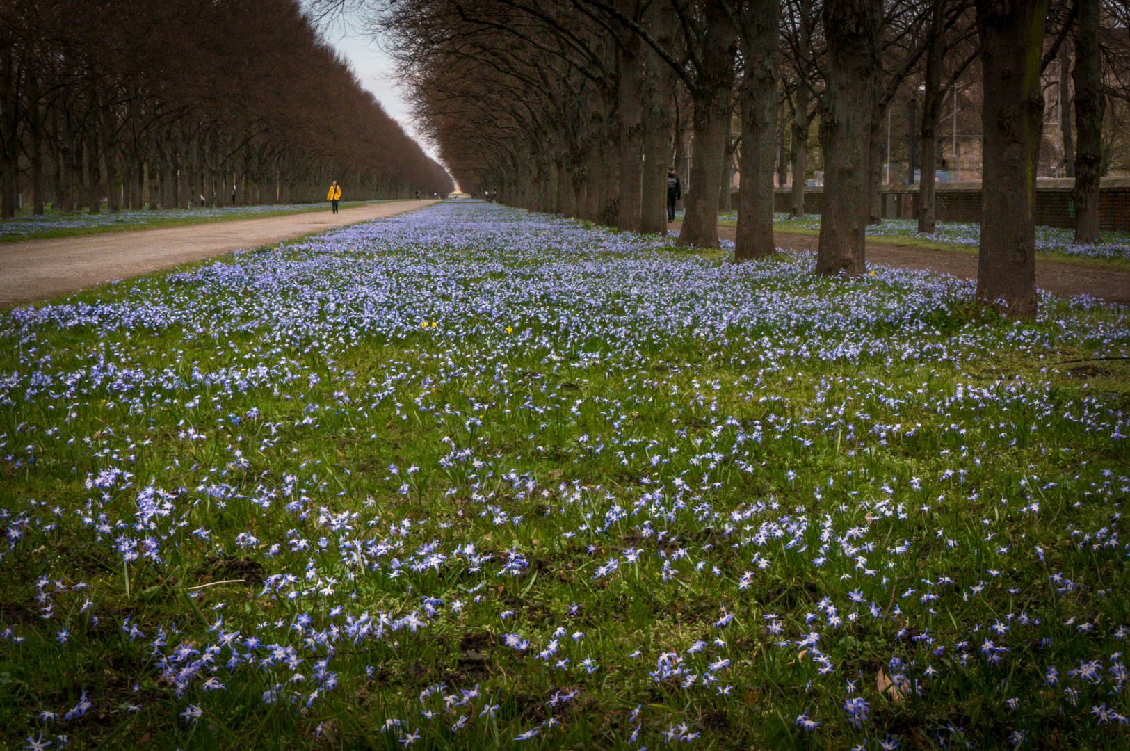 Herrenhäuser Allee in Blau I - Hannover