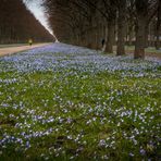 Herrenhäuser Allee in Blau I - Hannover