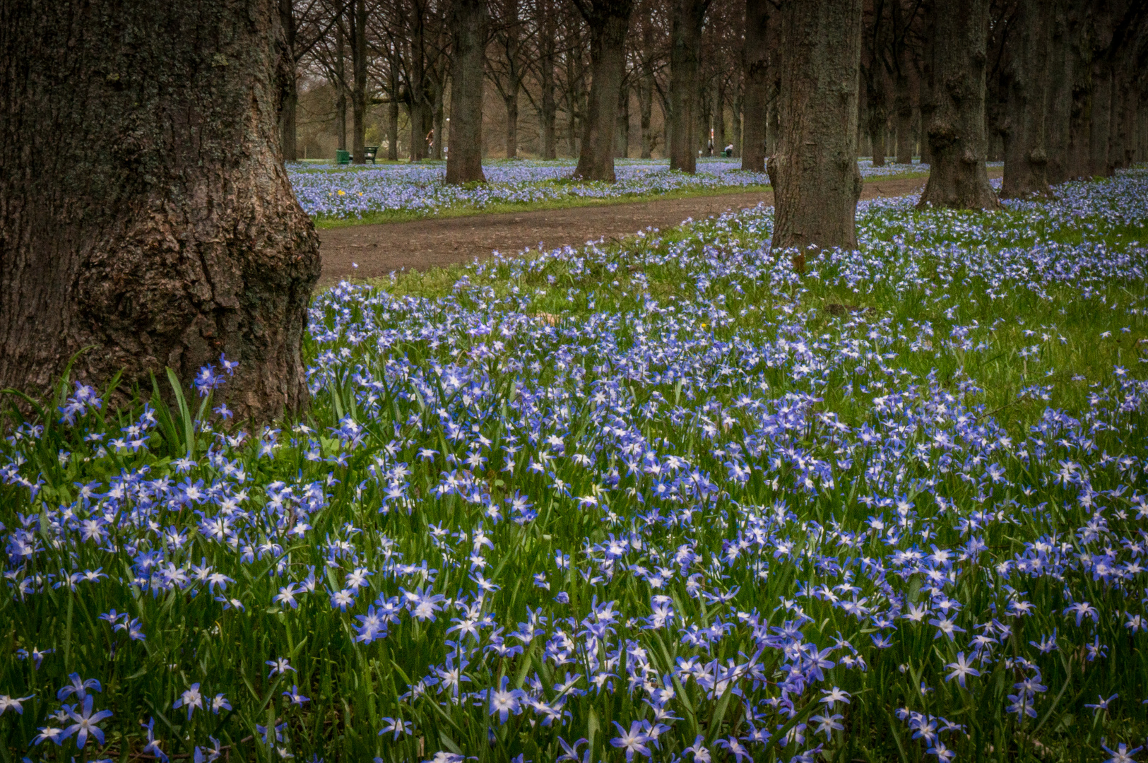 Herrenhäuser Allee in Blau II - Hannover