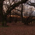 Herrenkrug Park Magdeburg