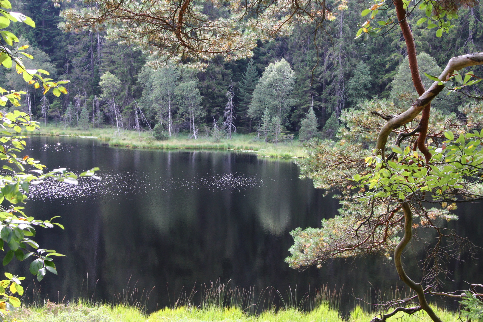 Herrenwieser See, ein Karsee im Schwarzwald 