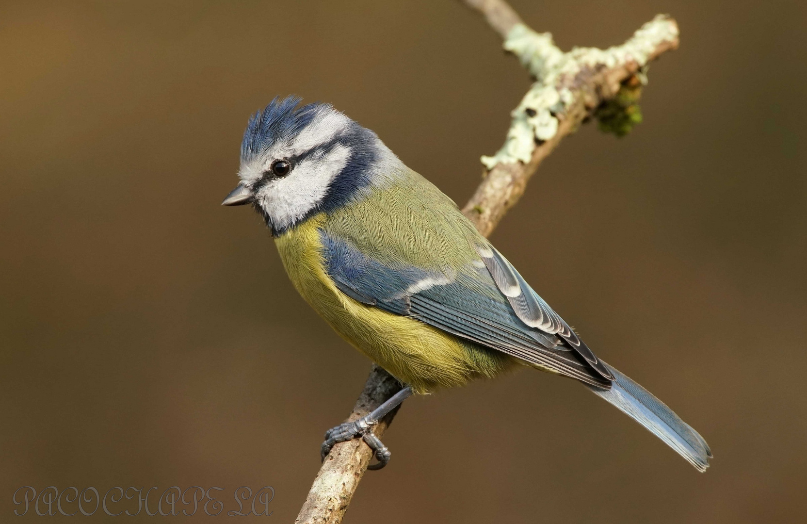 Herrerillo azul.