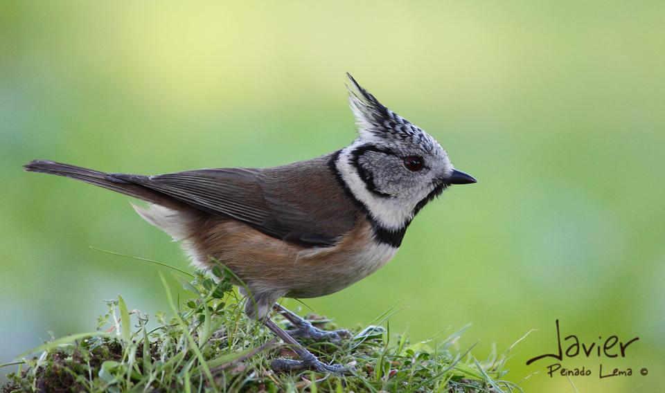 Herrerillo capuchino (Parus cristatus)