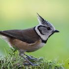 Herrerillo capuchino (Parus cristatus)