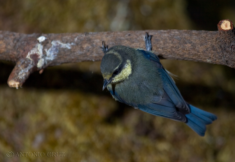 Herrerillo Común (Parus caeruleus)