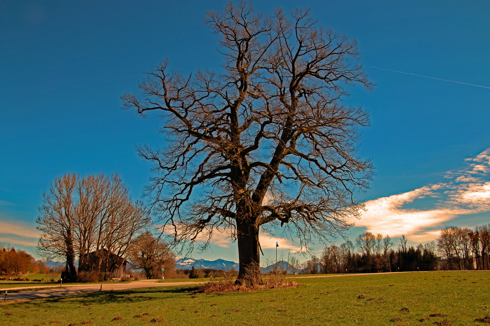 Herrgottseiche von Bad Aibling