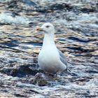 herring gull