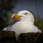 Herring Gull