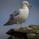 Herring Gull .