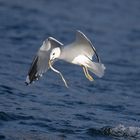 herring gull