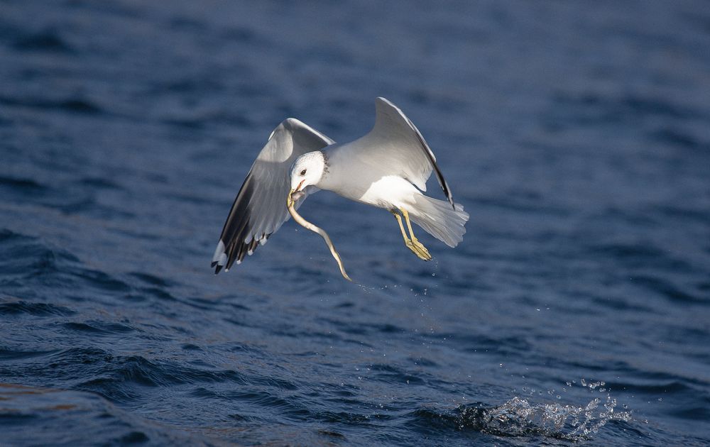 herring gull